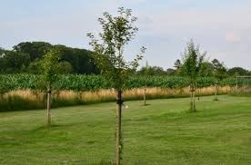 fruitbomen planten