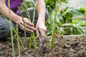 groenten planten