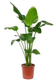 grote planten