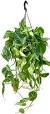 hang plant