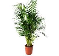 kamerplanten ikea