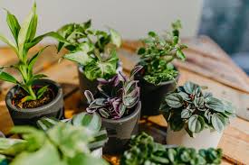 kleine planten