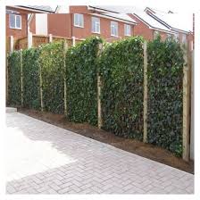 klimop planten