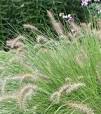lampenpoetsersgras planten