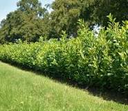 laurier planten