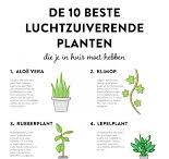 luchtzuiverende planten slaapkamer