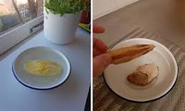 mango planten