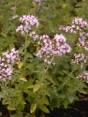 marjolein plant