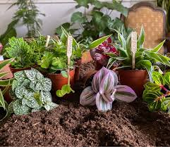 mini plantjes