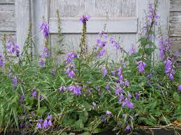 plant met paarse bloemen