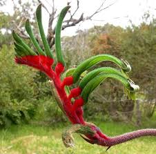 plant met rode bloem