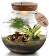 planten terrarium