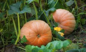 pompoenen planten