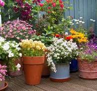 potplanten terras