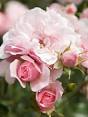 rozen planten