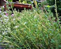 tijm planten