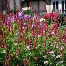 vaste planten schaduw