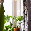 watermeter planten