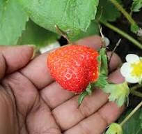 aardbeien planten kopen aveve