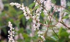bruidssluier plant
