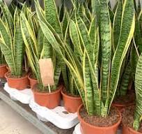 kattentongen plant