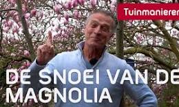 magnolia planten
