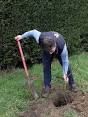 notenboom planten