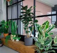planten voor in huis