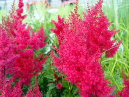 vaste planten winterhard
