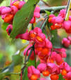 wintergroene planten