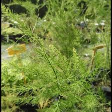 asperge plant