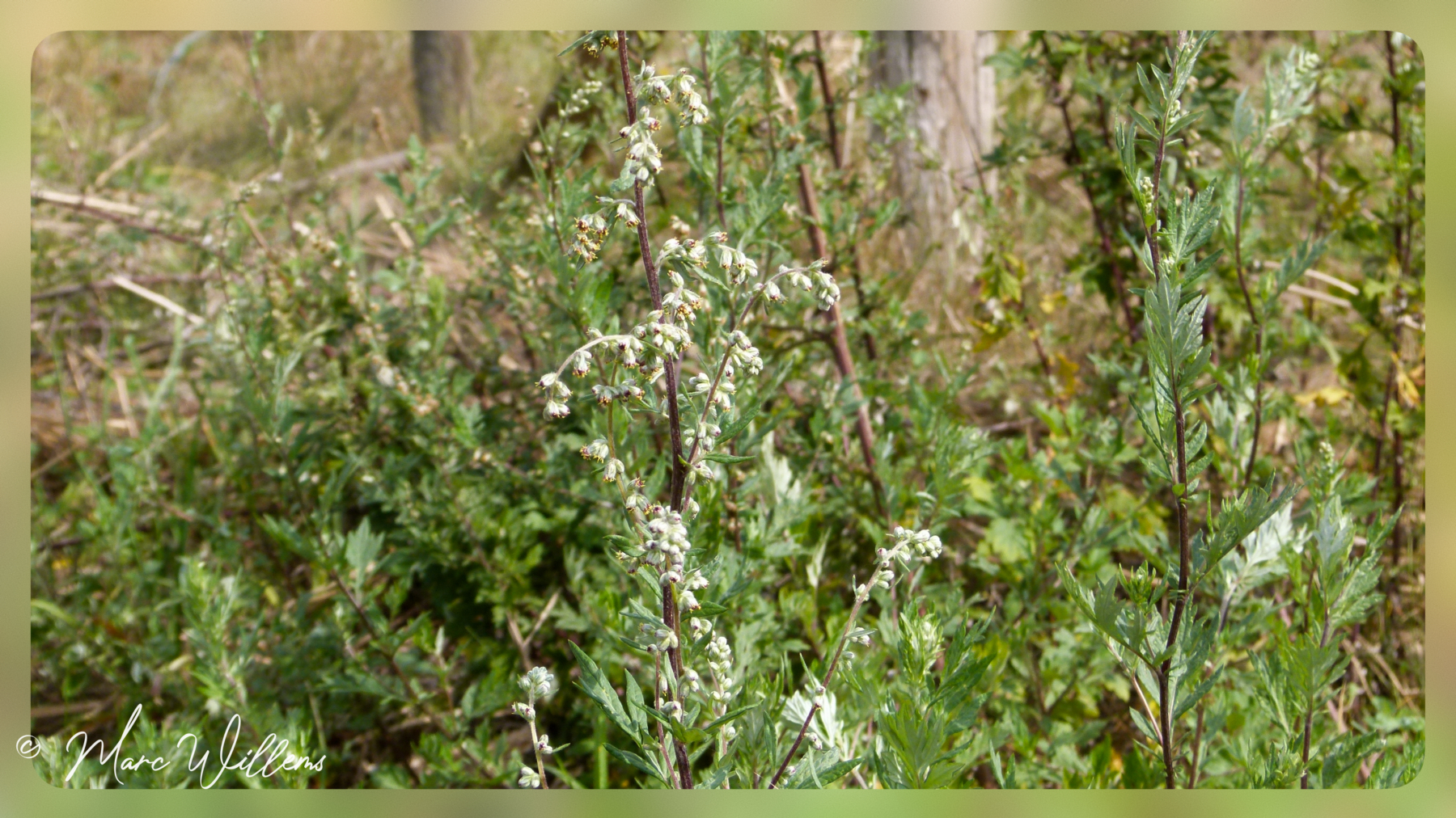bijvoet plant