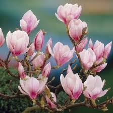 bloeiende vaste planten