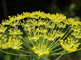 dille plant