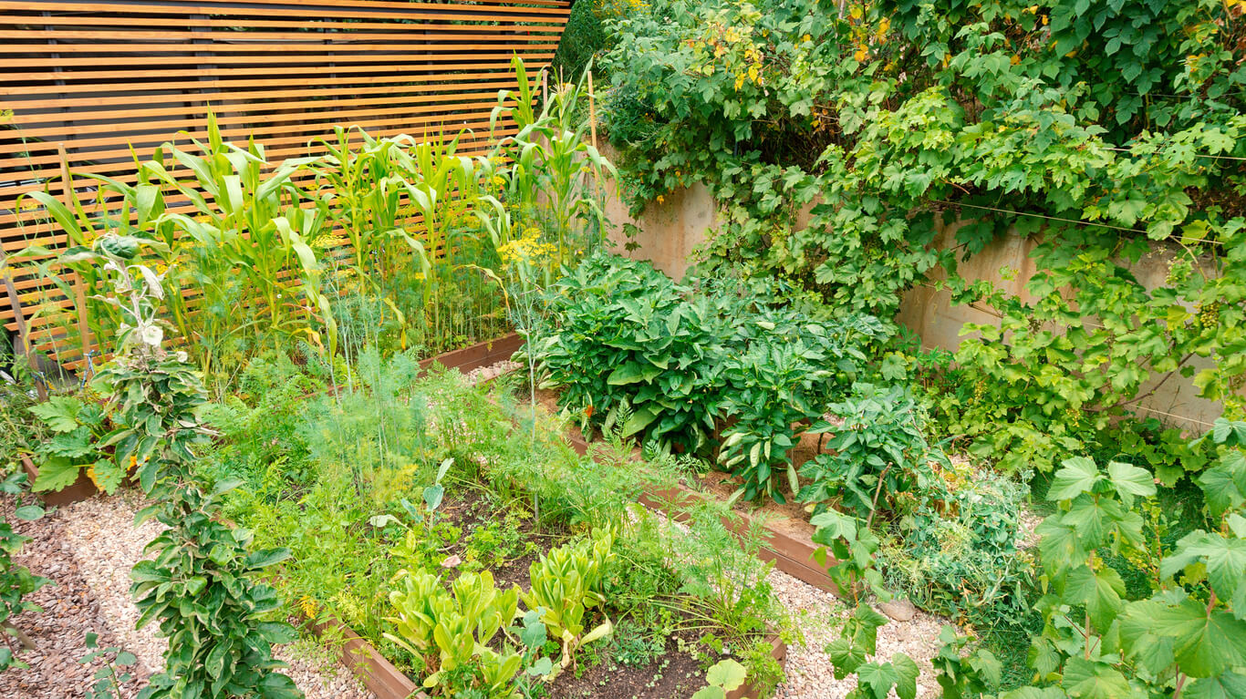 moestuin planten