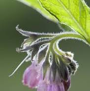 smeerwortel planten