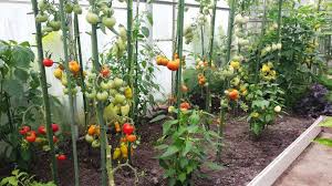 tomaten buiten planten