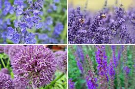 vaste plant met paarse bloemen