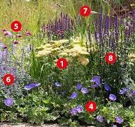 vaste planten border zon