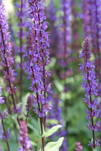 zomerbloeiers vaste planten