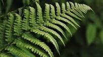zuurstof planten
