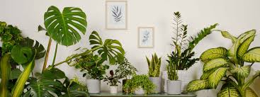 groene planten