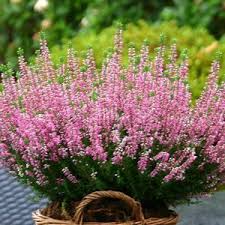 heide plant