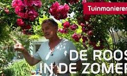 klimroos planten