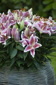 lelie plant