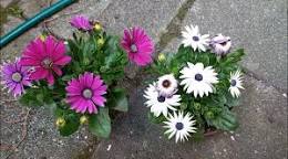 margriet plant