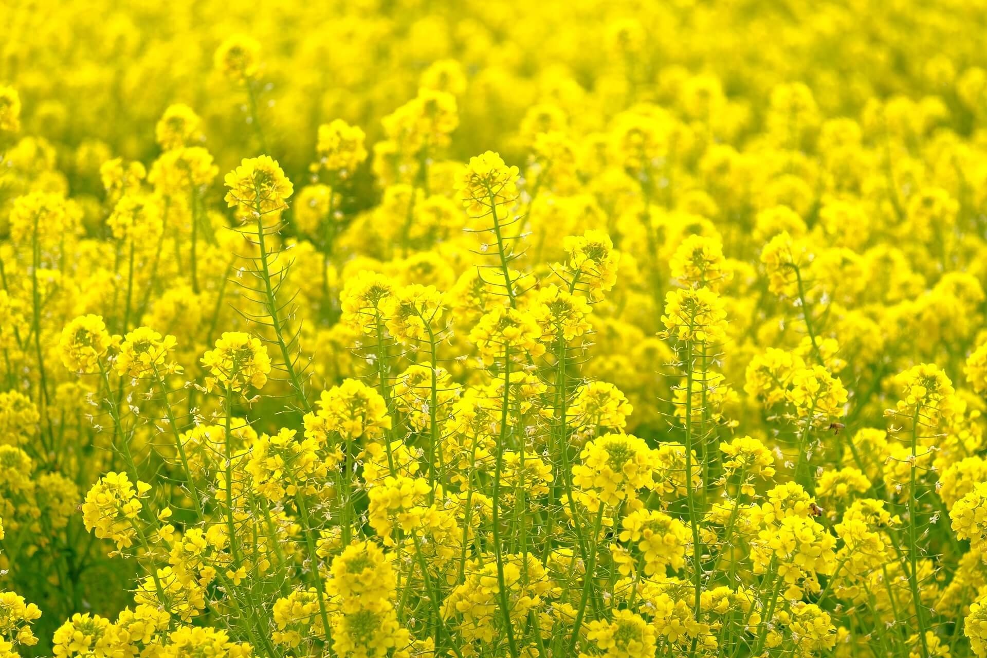 mosterd plant