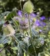 paarse plant