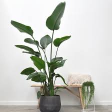 plant kopen