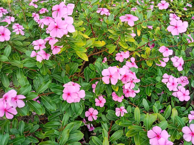 plant roze bloem